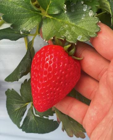 【数量限定】完熟古都華 の 冷凍いちご（古都華） 奈良ブランド苺 イチゴ フルーツ 果物 国産 冷凍 人気 かき氷 フローズン スムージー ジャム アレンジ スイーツ 『６FARM』 奈良県 奈良市 10-212 [10-212]