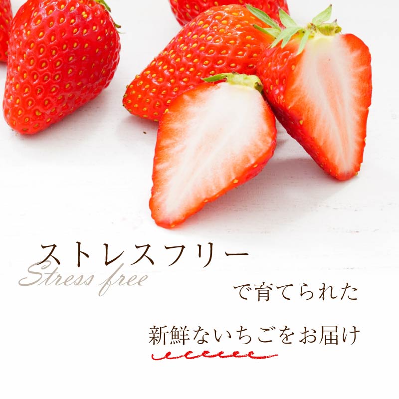 いちご 古都華 500g 250g×2パック Lサイズ以上 250g 2027年 1月発送 小分け パック フルーツ 果物 スイーツ 甘い いちご 苺 イチゴ お取り寄せ 大粒 朝採り フルーツ 果物 国産 冷蔵配送 送料無料 高級 家庭用 ケーキ お菓子 使用 500g 6000円 奈良県 奈良市