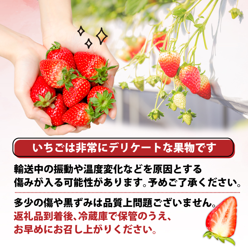 いちご ことか 270g×2パック 大粒 古都華 数量限定 冷蔵 イチゴ 苺 フルーツ 果物 小分け ブランドいちご 甘い おすすめ 贈答 プレゼント ギフト 奈良県 奈良市 いちご農家だるま