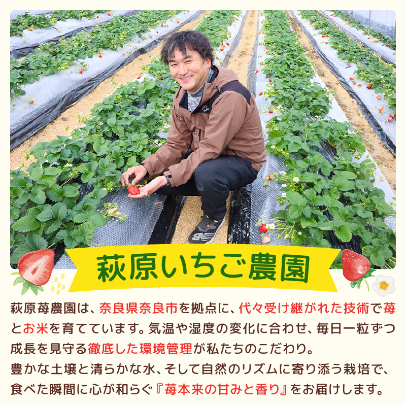 いちご ならあかり 古都華 セット 2027年 発送（270g×2パック）予約受付中 数量限定 早期終了 予定あり 家庭用 イチゴ 先行予約 苺 奈良ブランド苺 ブランド 古都華 大粒 苺 旬 産地 直送 フレッシュ 新鮮 フルーツ 果物 くだもの 萩原いちご農園 奈良県 奈良市