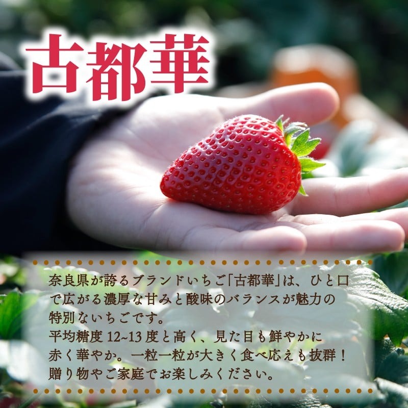 いちご 古都華 約540g 270g×2パック 2026年1月発送 冷蔵 小分け 果物 スイーツ デザート フルーツ ベリー ふるさと納税いちご 大粒 採れたて 完熟 おやつ 産地直送 先行予約 数量限定 季節限定 ブランド 苺 イチゴ いちご 岩井農園 奈良県 奈良市