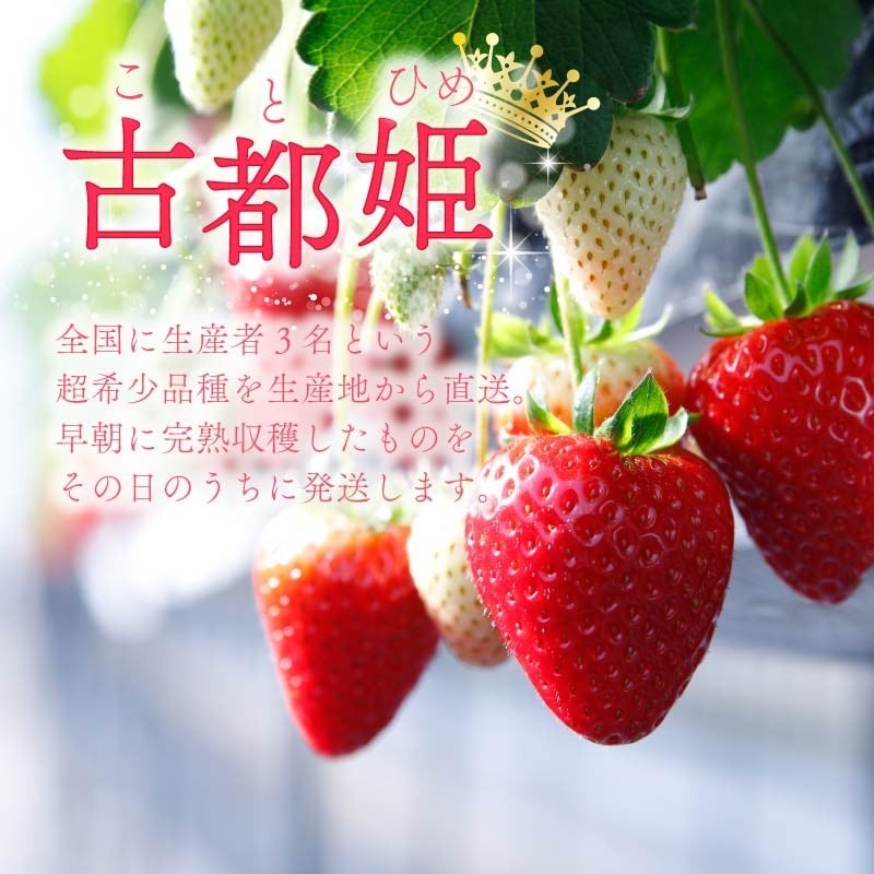 いちご 古都姫 約540g 270g×2パック 超希少品種 2026年2月発送 冷蔵 小分け 果物 スイーツ デザート フルーツ ベリー ふるさと納税いちご 大粒 採れたて 完熟 おやつ 産地直送 先行予約 数量限定 季節限定 ブランド 苺 イチゴ いちご 希少 お取り寄せ 大粒 岩井農園 奈良県 奈良市
