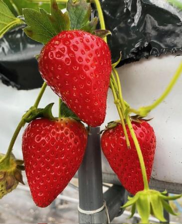 【数量限定】完熟古都華 の 冷凍いちご（古都華） 奈良ブランド苺 イチゴ フルーツ 果物 国産 冷凍 人気 かき氷 フローズン スムージー ジャム アレンジ スイーツ 『６FARM』 奈良県 奈良市 10-212 [10-212]