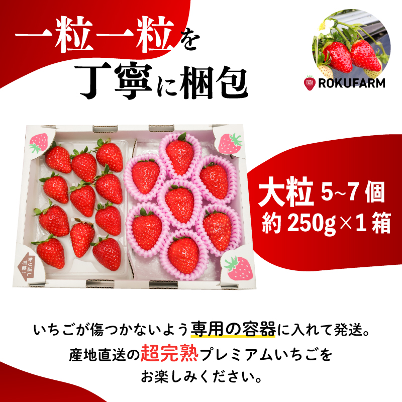 いちご 古都華 大粒 5~7個＋約250g×1箱 セット 冷蔵 いちご ことか 2027年発送 苺 フルーツ 果物 イチゴ 贈答 ギフト プレゼント 産地直送 奈良県 奈良市 6FARM