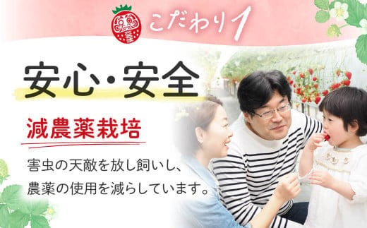 【数量限定】厳選 大ちゃんの古都華（贈答用）（５００ｇ×１パック）　いちご農家だるまいちご 苺 いちご 奈良ブランド苺 イチゴ ブランド プレゼント いちご農家だるま I-287