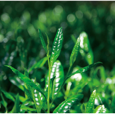 ほうじ茶詰め合わせ お茶 茶 飲料 ドリンク ティーバッグ ほうじ茶 かりがねほうじ茶 黒豆ほうじ茶 玄米ほうじ茶 大和茶 奈良県 ymt14