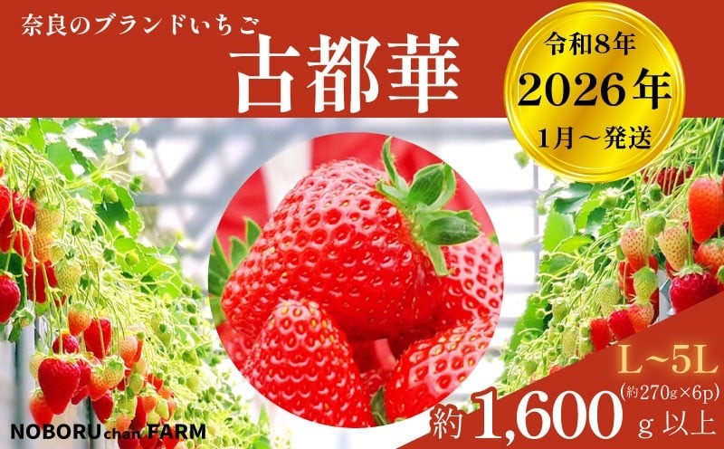 【 先行予約 / 数量限定 】 いちご 1600g 以上 ( 270g × 6P ) 新鮮 産地直送 厳選 【2026年1月以降発送】 旬 ブランド イチゴ 苺 古都華 フルーツ 果物 くだもの 国産 限定 大粒 産地 農場 直送 フレッシュ ベリー 贈答用 プレゼント 人気 おすすめ 苺 デザート スイーツ イードム株式会社 のぼるちゃんファーム 奈良県 奈良市 なら
