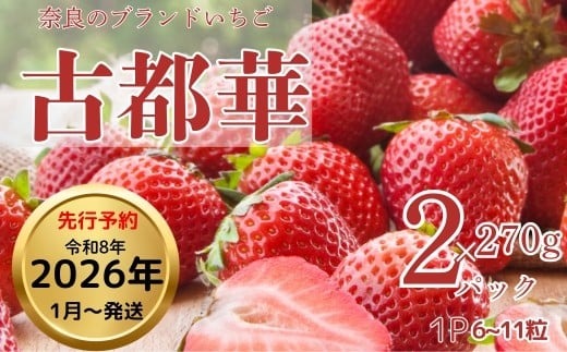 奈良ブランド苺【古都華】270g×2パック（数量限定 予約販売） 「奈良県いちごの立毛品評会」入賞 ギフト プレゼント 贈答品 お礼の品 奈良県 奈良市 なら