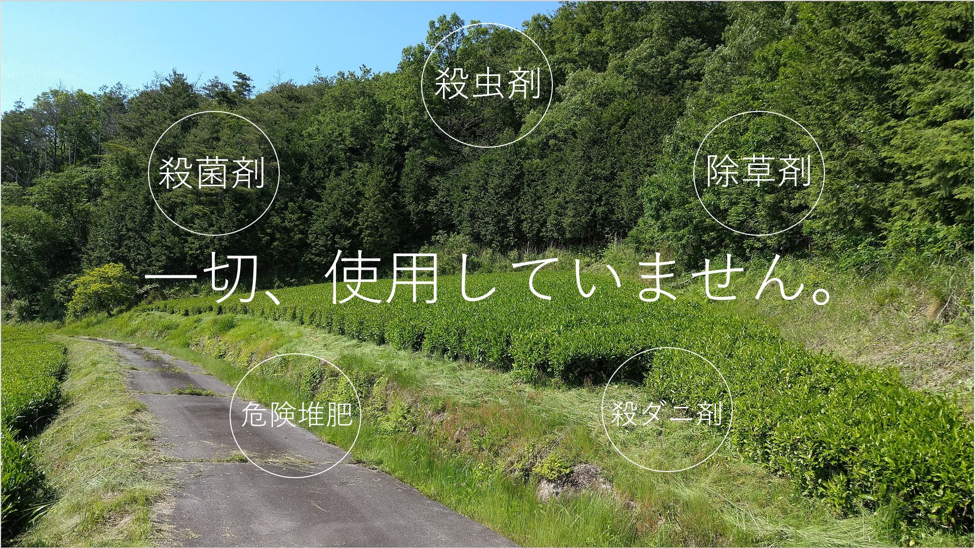 プレミアム煎茶（50g） 5袋 土岐茶園 奈良県 奈良市 なら 14-038