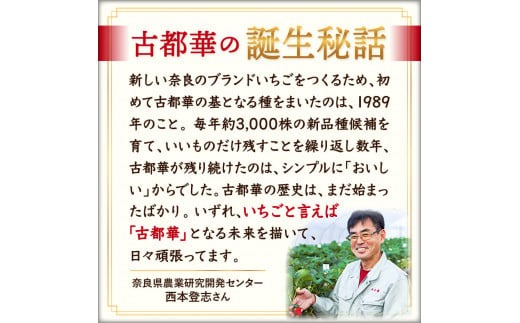 【予約販売2025年1月?】【数量限定】奈良のプレミアム苺「古都華」 苺 いちご イチゴ 奈良 なら 大粒 I-275