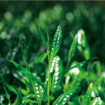 ティーバッグ 6品 詰め合わせ セット お茶 茶 飲料 ドリンク 緑茶 玄米茶 ほうじ茶 かりがねほうじ茶 黒豆ほうじ茶 玄米ほうじ茶 大和茶 詰め合わせ セット 奈良県 ymt07