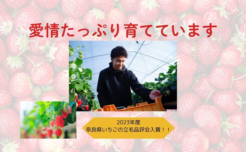 【2026年1月以降発送】 いちご（古都華）藤井農園特選大粒古都華600g×1ケース（数量限定 予約販売）奈良県 奈良市