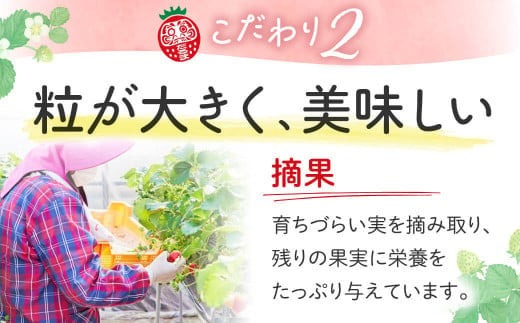 【数量限定】厳選 大ちゃんの古都華（贈答用）（５００ｇ×１パック）　いちご農家だるまいちご 苺 いちご 奈良ブランド苺 イチゴ ブランド プレゼント いちご農家だるま I-287