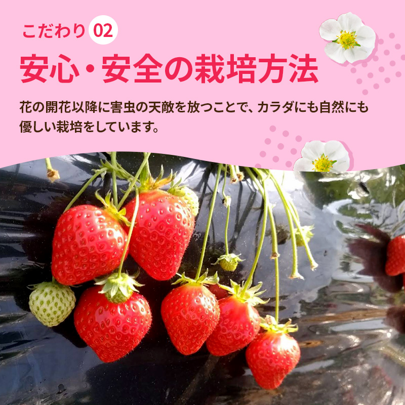 いちご 奈良県産 古都華 約540g(270g× 2パック ) セット 高評価 フルーツ 果物 旬 産地直送 農家直送 完熟 旬のフルーツ 旬の果物 お取り寄せ おやつ デザート ことか イチゴ 冷蔵 冷蔵配送 奈良 大和郡山市