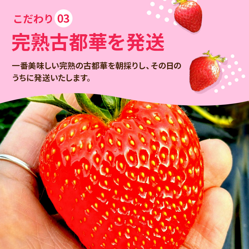 いちご 奈良県産 古都華 約540g(270g× 2パック ) セット 高評価 フルーツ 果物 旬 産地直送 農家直送 完熟 旬のフルーツ 旬の果物 お取り寄せ おやつ デザート ことか イチゴ 冷蔵 冷蔵配送 奈良 大和郡山市