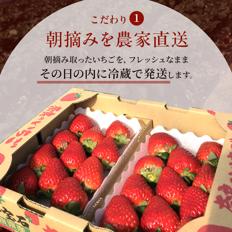 先行予約 いちご 奈良県産 古都華 約540g 270g×2パック 今西さん家の奈良いちご 冷蔵配送 ことか フルーツ 果物 旬 糖度 産地直送 農家直送 お取り寄せ おやつ デザート 苺 冷蔵  奈良 大和郡山市 BN001