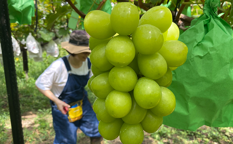 【大和ぶどう】おまかせ詰め合わせセット