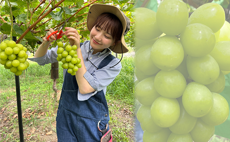 【大和ぶどう】おまかせ詰め合わせセット