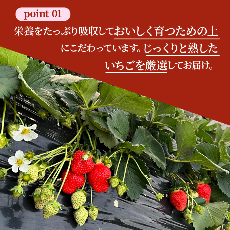 いちご 完熟 奈乃華 約1,080g(270g× 4パック ) 佃農園のこだわり フルーツ 果物 旬 産地直送 旬のフルーツ 旬の果物 お取り寄せ デザート イチゴ 苺 なのか 冷蔵 奈良 奈良県 大和郡山市 BN001