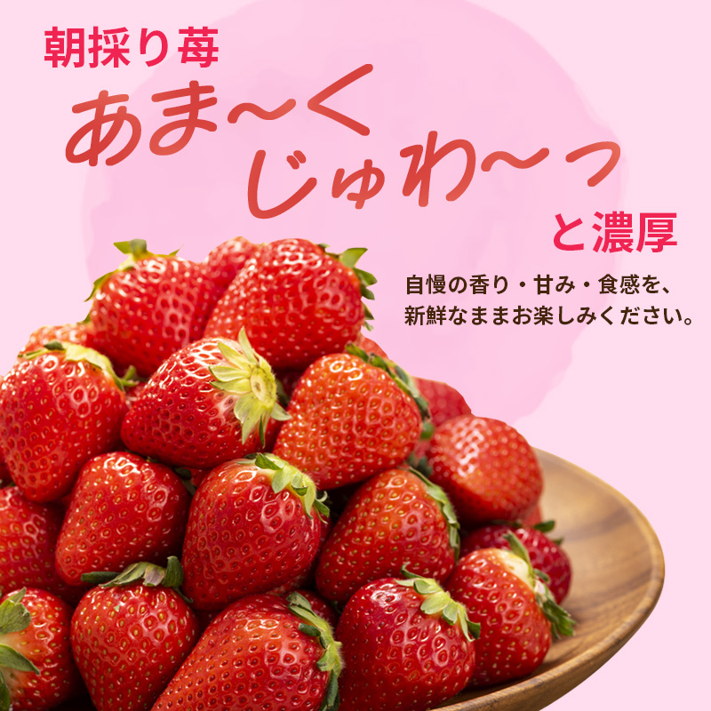 乾農園のいちご(270g以上×4パック)奈良県産古都華(ことか)4パックセット