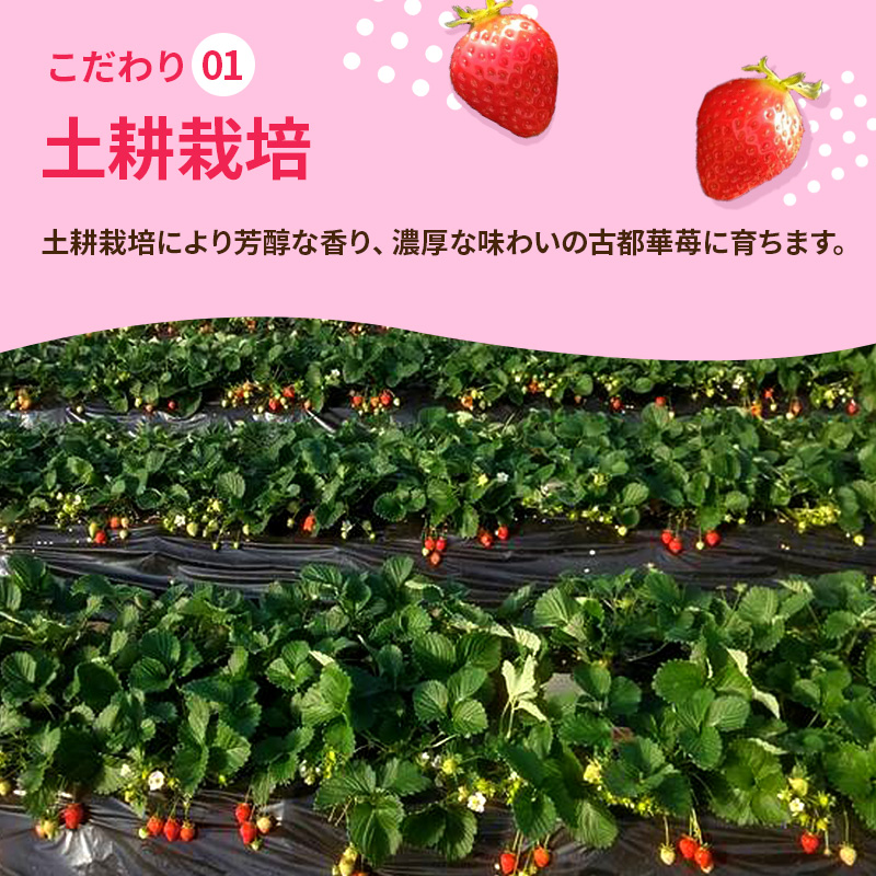 乾農園のいちご(270g以上×4パック)奈良県産古都華(ことか)4パックセット