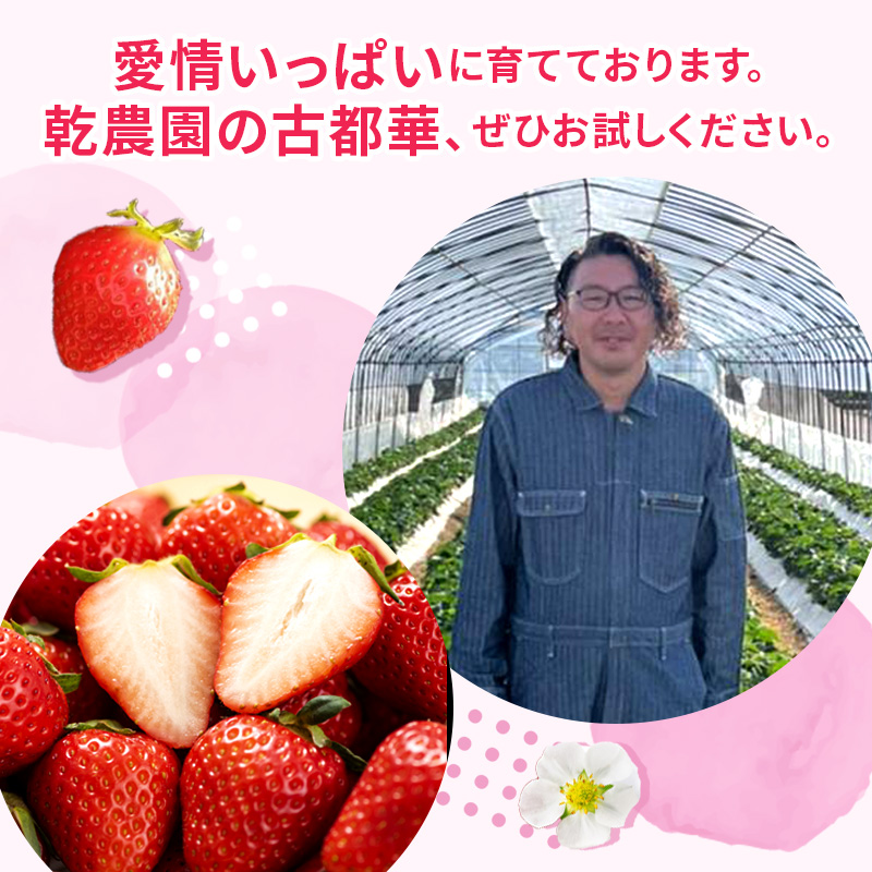 いちご 奈良県産 古都華 約540g 270g×2パック 高評価 冷蔵配送 フルーツ 果物 旬 産地直送 農家直送 完熟 旬の果物 お取り寄せ おやつ デザート ことか イチゴ 冷蔵 奈良 大和郡山市 BN001