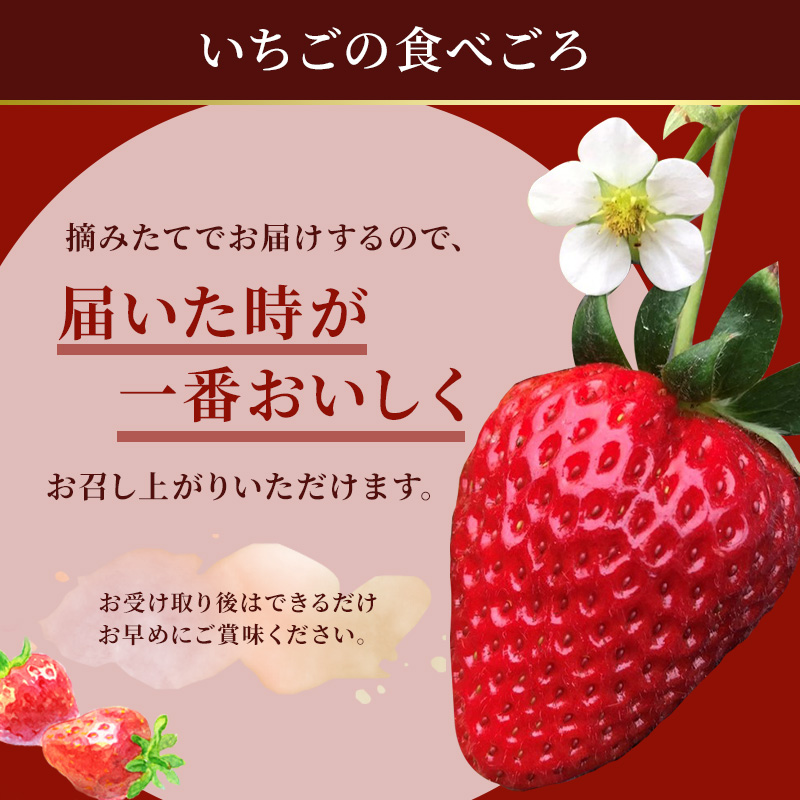 今西さん家の奈良いちご古都華 × 6パック いちご 苺 イチゴ ブランド 古都華 フルーツ 果物 国産 贈答用 プレゼント ギフト 大和郡山市 奈良