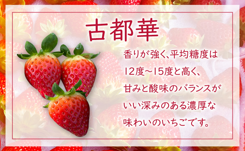 奈良県産　古都華いちご　4パック【 いちご 苺 古都華 果物 フルーツ 】