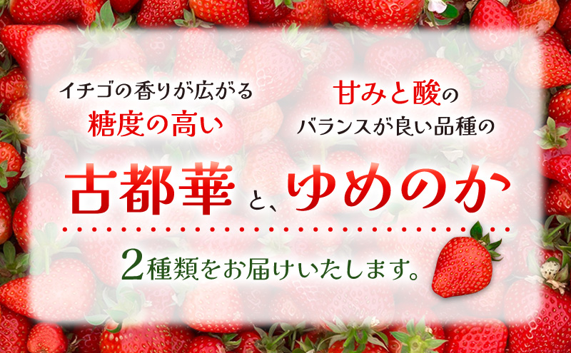 奈良県産完熟イチゴの古都華＆ゆめのか食べ比べセット(各1パックずつ)【 いちご 苺 セット 果物 フルーツ 】