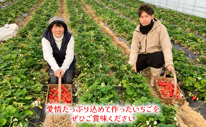 奈良県産完熟イチゴの古都華＆ゆめのか食べ比べセット(各1パックずつ)【 いちご 苺 セット 果物 フルーツ 】