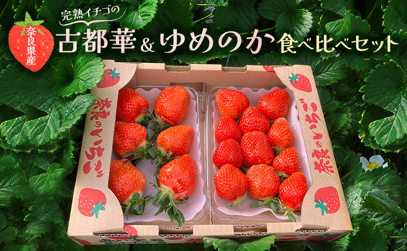 奈良県産完熟イチゴの古都華＆ゆめのか食べ比べセット(各1パックずつ)【 いちご 苺 セット 果物 フルーツ 】