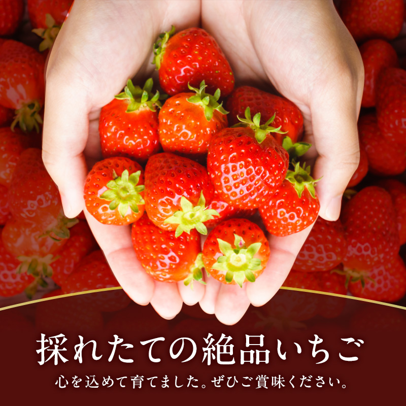 【先行予約】【定期便 2回】今西さん家の奈良いちご いちご 古都華 約1,080g(270g×4パック ) BN001