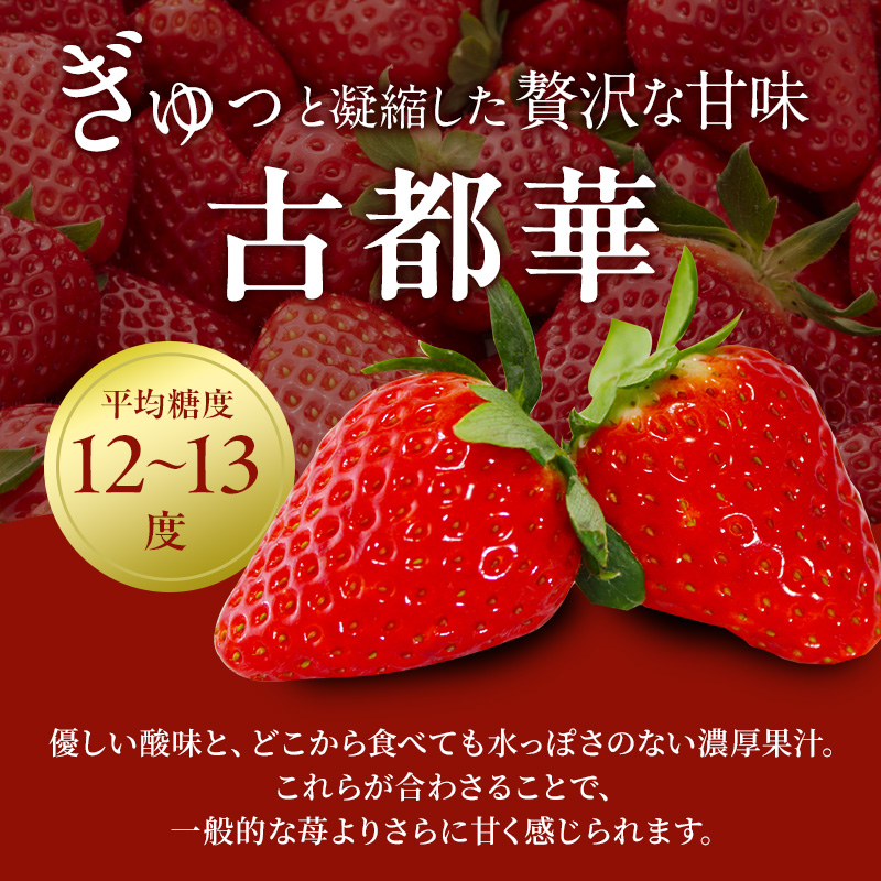 定期便 2回 いちご 奈良県産 古都華 約1620g 270g×6パック 今西さん家の奈良いちご ことか 冷蔵配送 BN001