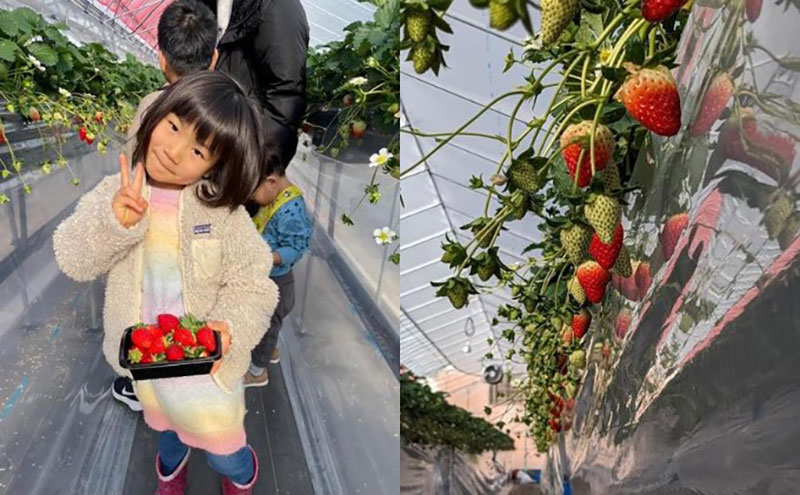 【3回定期】いちご 古都華 約270g ×2パック フルーツ 果物 旬 産地直送 旬のフルーツ 旬の果物 お取り寄せ おやつ デザート 希少 ことか 苺 冷蔵 冷蔵配送 奈良 奈良県 BN001