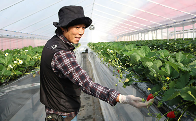 【3回定期】いちご 古都華 約270g ×2パック フルーツ 果物 旬 産地直送 旬のフルーツ 旬の果物 お取り寄せ おやつ デザート 希少 ことか 苺 冷蔵 冷蔵配送 奈良 奈良県 BN001