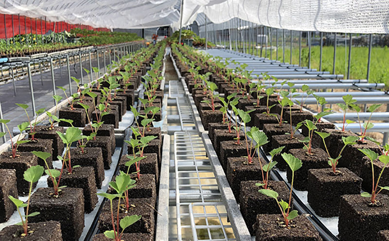 【3回定期】いちご 古都華 約270g ×2パック フルーツ 果物 旬 産地直送 旬のフルーツ 旬の果物 お取り寄せ おやつ デザート 希少 ことか 苺 冷蔵 冷蔵配送 奈良 奈良県 BN001