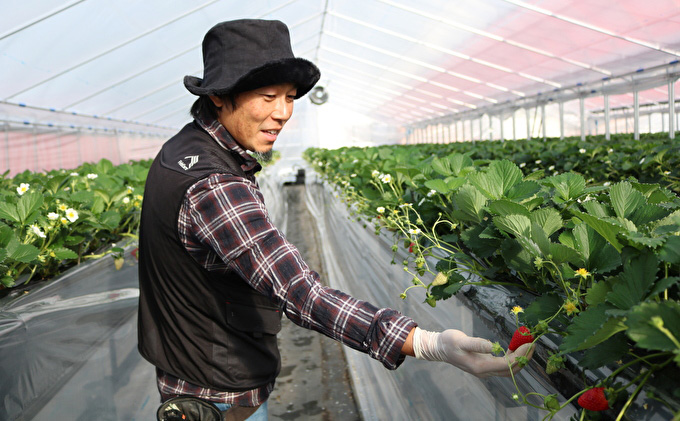 ãã¡ã å€éœè¯ çŽ270g à 4ãã㯠ãã«ãŒã æç© æ¬ ç£å°çŽé æ¬ã®ãã«ãŒã æ¬ã®æç© ãåãå¯ã ãã〠ãã¶ãŒã åžå° ããšã èº å·èµ å·èµé
é å¥è¯ å¥è¯ç