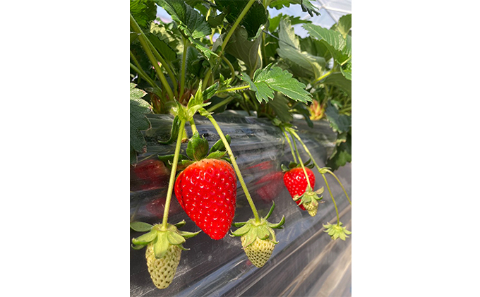 ãã¡ã å€éœè¯ çŽ270g à 4ãã㯠ãã«ãŒã æç© æ¬ ç£å°çŽé æ¬ã®ãã«ãŒã æ¬ã®æç© ãåãå¯ã ãã〠ãã¶ãŒã åžå° ããšã èº å·èµ å·èµé
é å¥è¯ å¥è¯ç