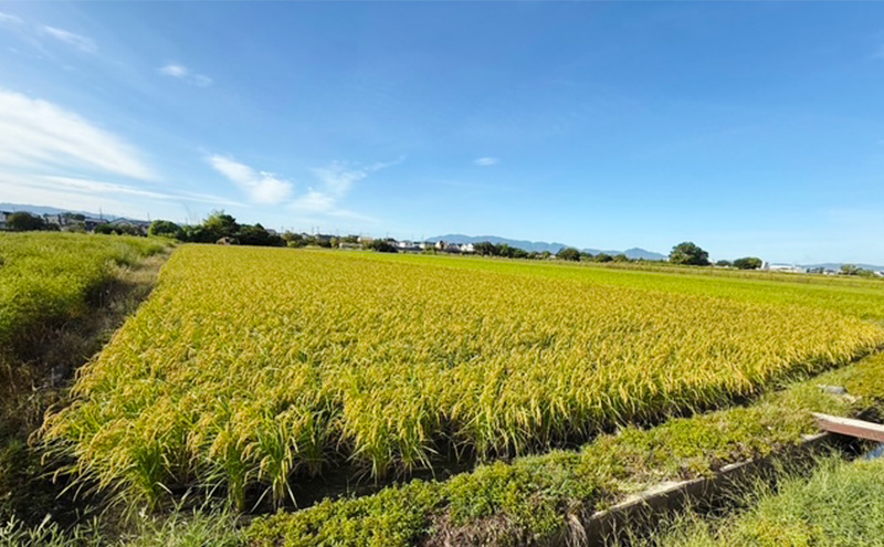 奈良県産ひのひかり 精米 10kg　お米 白米 ごはん ヒノヒカリ 奈良県 大和郡山市