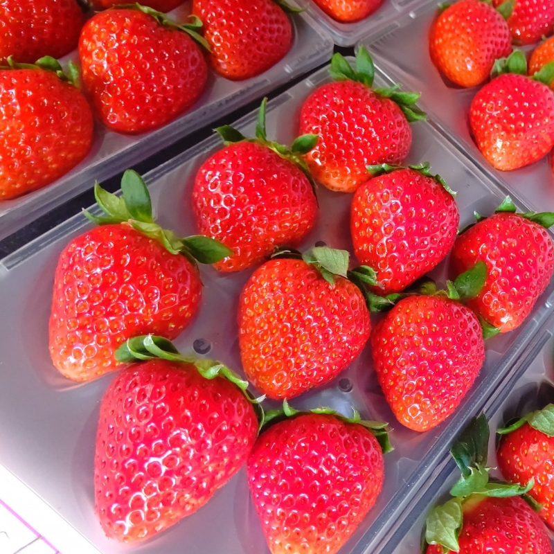 農園直送　佃農園の完熟いちごジャム　3本セット　ジャム いちご イチゴ 苺 完熟 朝食 朝ごはん パン トースト ヨーグルト スイーツ 奈良県 大和郡山市