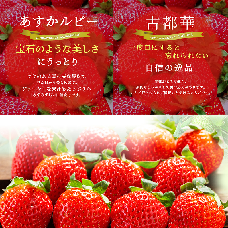 先行予約 【2回定期】毎月違う品種をお届け！奈良 いちご あすかルビー 古都華 ブランド イチゴ フルーツ ことか 定期便　250g×2パック 2回 奈良県 大和郡山市