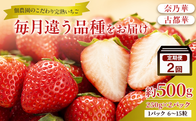 先行予約 【2回定期】毎月違う品種をお届け！奈良 いちご 奈乃華 古都華 ブランド イチゴ フルーツ ことか なのか 定期便　250g×2パック 2回 奈良県 大和郡山市