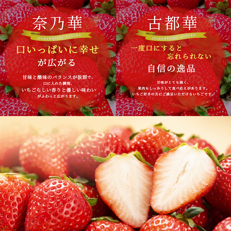 先行予約 【2回定期】毎月違う品種をお届け！奈良 いちご 奈乃華 古都華 ブランド イチゴ フルーツ ことか なのか 定期便　250g×2パック 2回 奈良県 大和郡山市
