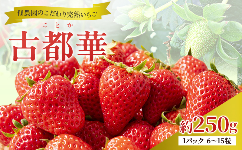 先行予約 いちご 完熟 古都華 約250g(250g×1パック ) 佃農園のこだわり 高評価 フルーツ 果物 旬 産地直送 旬の果物 おやつ デザート ことか イチゴ 冷蔵 冷蔵配送 奈良県 大和郡山市 BN001