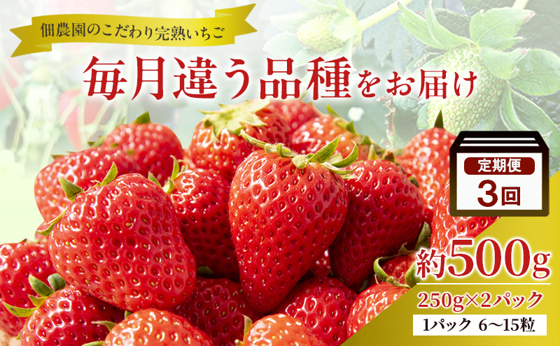 先行予約 【3回定期】毎月違う品種をお届け！奈良 いちご あすかルビー 古都華 奈乃華 ブランド イチゴ フルーツ ことか なのか 定期便　250g×2パック 3回 奈良県 大和郡山市