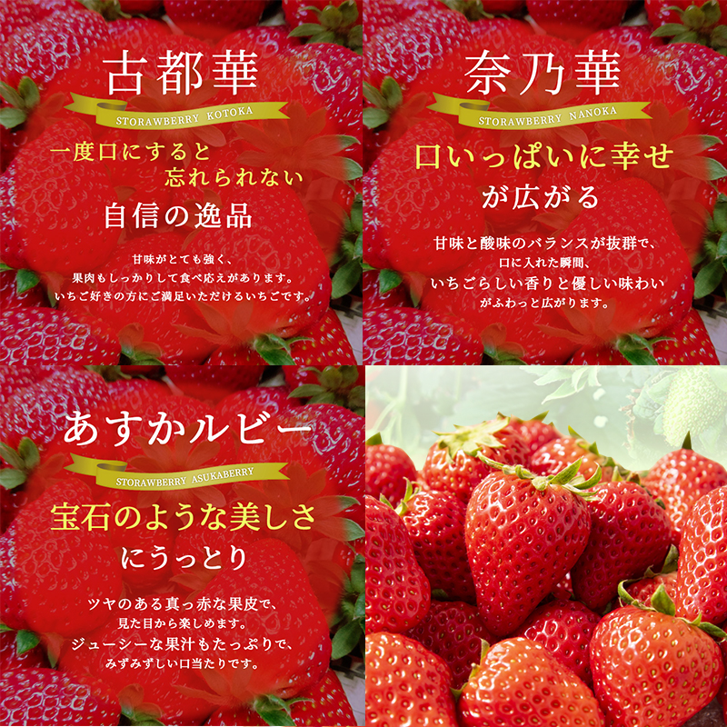 先行予約 【3回定期】毎月違う品種をお届け！奈良 いちご あすかルビー 古都華 奈乃華 ブランド イチゴ フルーツ ことか なのか 定期便　250g×2パック 3回 奈良県 大和郡山市