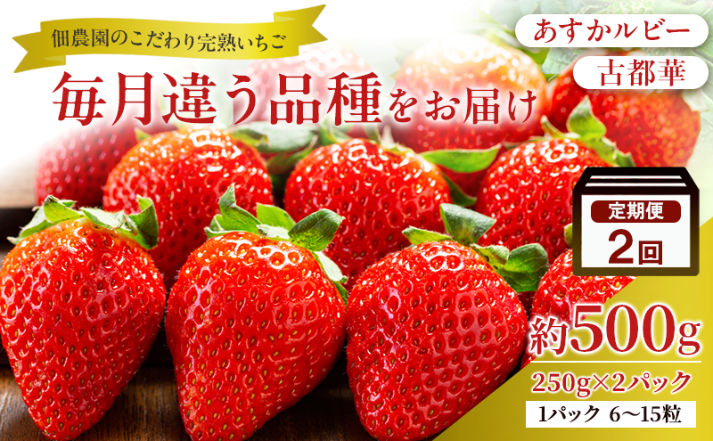 先行予約 【2回定期】毎月違う品種をお届け！奈良 いちご あすかルビー 古都華 ブランド イチゴ フルーツ ことか 定期便　250g×2パック 2回 奈良県 大和郡山市