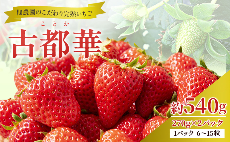 先行予約 【いちご 完熟 古都華 約540g(270g× 2パック ) 佃農園のこだわり 高評価 フルーツ 果物 旬 産地直送 旬の果物 おやつ デザート ことか イチゴ 冷蔵 冷蔵配送 奈良県 大和郡山市 BN001