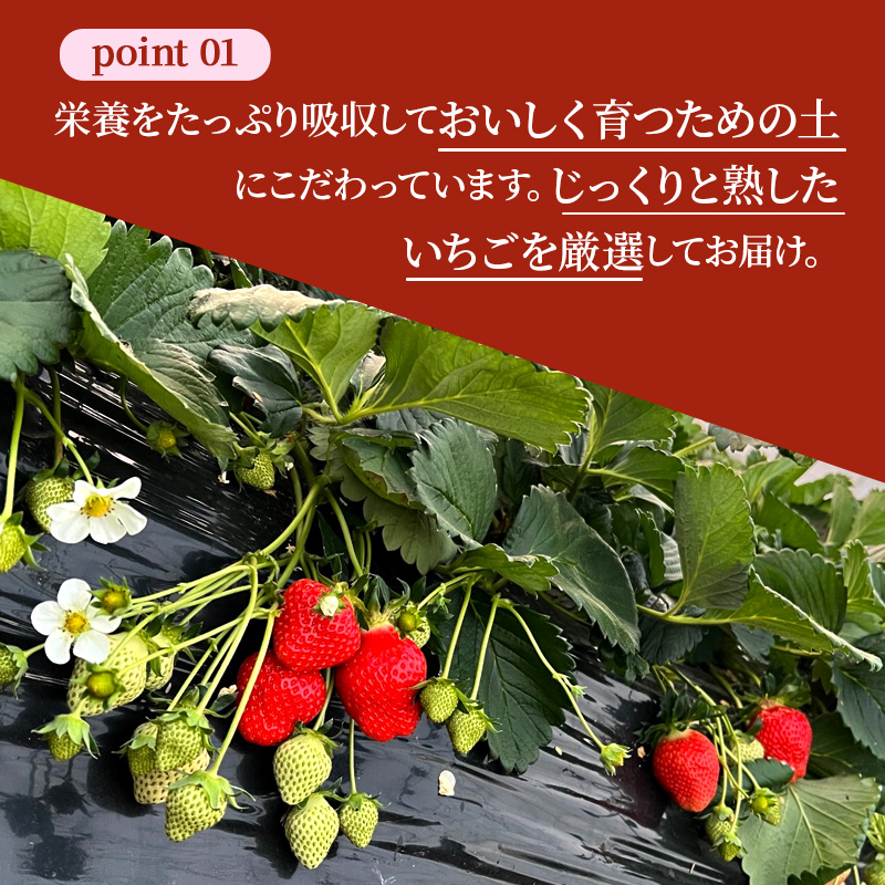 いちご 完熟 古都華 約540g(270g× 2パック ) 佃農園のこだわり 高評価 フルーツ 果物 旬 産地直送 旬の果物 おやつ デザート ことか イチゴ 冷蔵 冷蔵配送 奈良県 大和郡山市 BN001