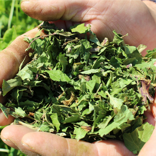 YAMATO HERB COFFEE 200g ç空 äžæœ ã«ãã§ã€ã³ã¬ã¹ïŒæŸç°ååº ãµãããšçŽçš ã³ãŒã㌠ãã¬ã³ã äŒçµ± ããŒã 倧å åœåž°è ææ© å¥è¯ç å®éåž